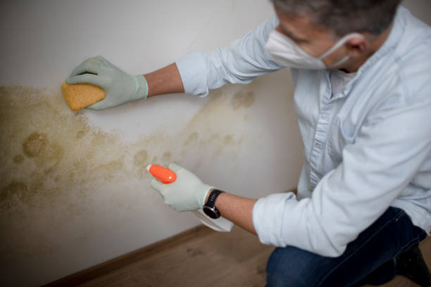 Best Office Mold Removal Services  in Hamilton Square, NJ
