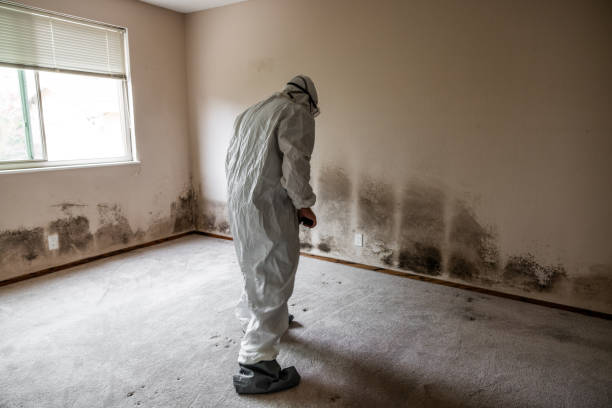 Home Mold Removal in Hamilton Square, NJ