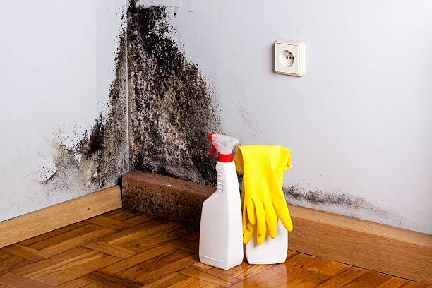 Best Mold Remediation Experts  in Hamilton Square, NJ