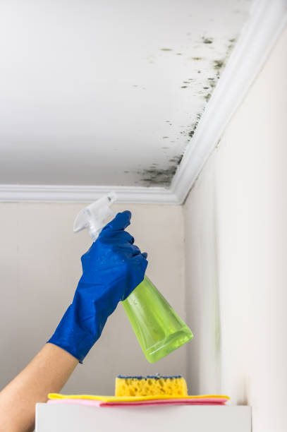 Best Local Mold Removal Service  in Hamilton Square, NJ